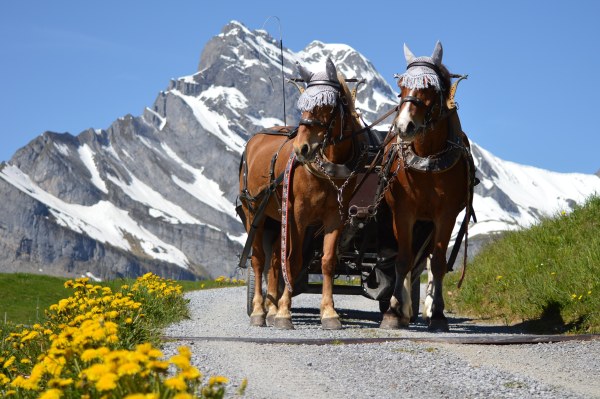 Carriage rides in Braunwald 