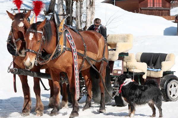 Carriage rides in Braunwald