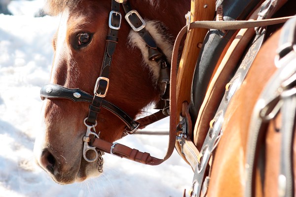 Braunwald-Glarnerland-Winter-Pferd