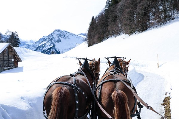 Pferde Nussbüel Winter
