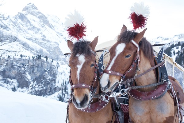 Romantische Kutschenfahrten